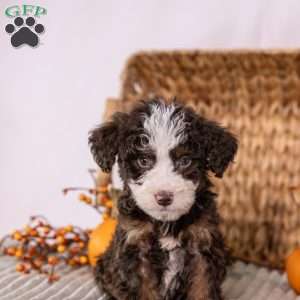 Hawk, Mini Bernedoodle Puppy